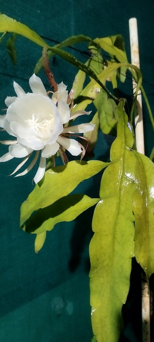 DilSeAlways's tweet photo. Divine Moment! #Brahmakamalam #HyderabadRains #Blooms  #Divine https://t.co/87AQdH9o2W