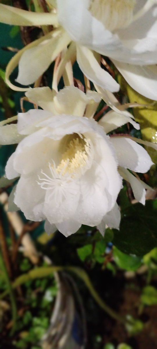 DilSeAlways's tweet photo. Divine Moment! #Brahmakamalam #HyderabadRains #Blooms  #Divine https://t.co/87AQdH9o2W