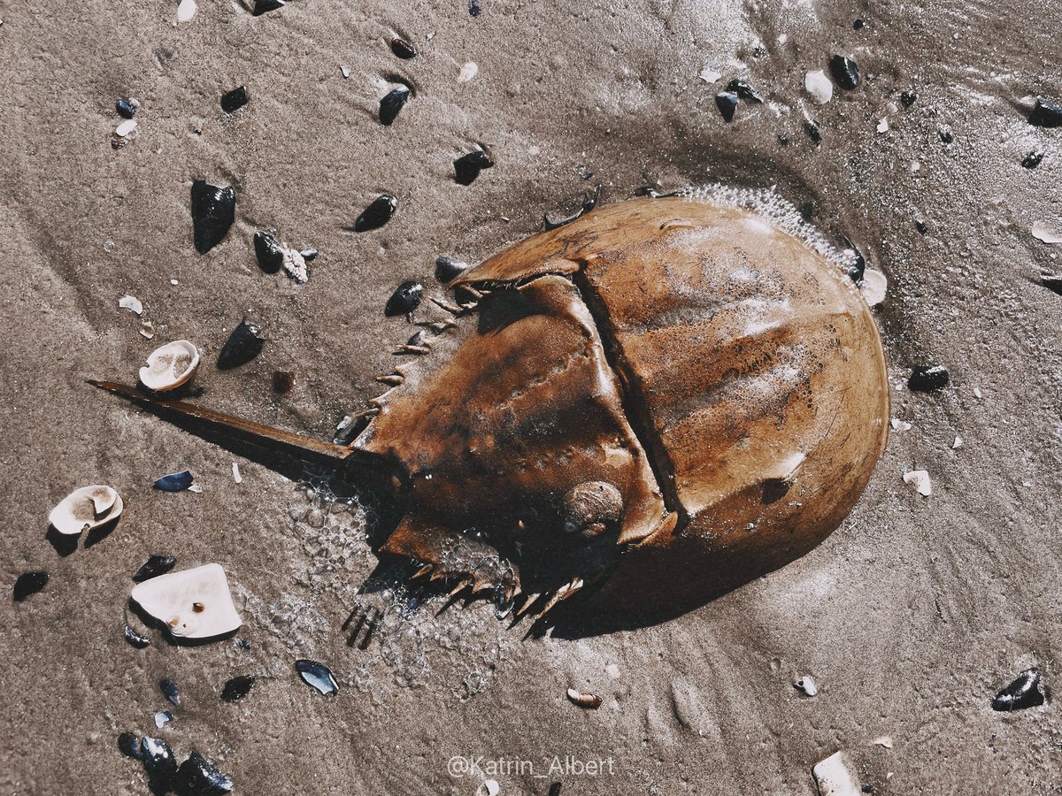 Давно не была на пляже, как же все заросло. 
Такое ощущение что с 2020 никто не ухаживает. Везде трава, все закрытое и заросшее.