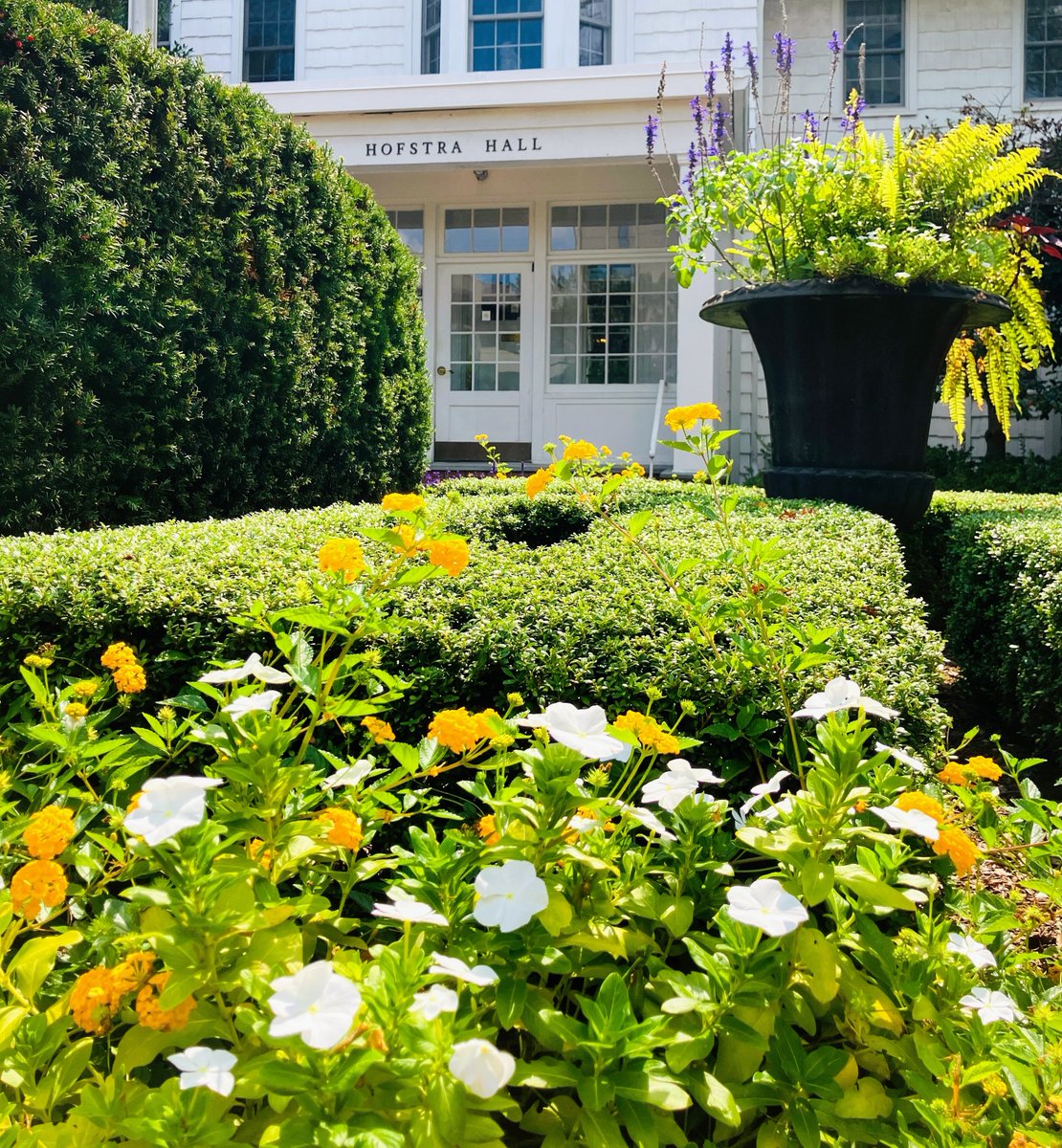 Hofstra Spec. Coll. tweet media