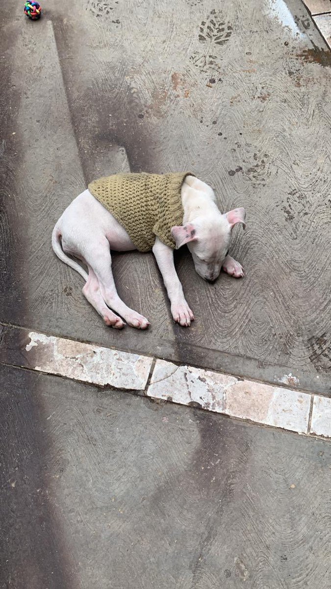 Amigos urge conseguir hogar temporal a adoptante para esta pequeñita.🥺

La tienen viviendo en una casa pero no en las mejores condiciones,y ya amenazaron con sacarla a al calle.
Está en edomex.
¿Alguien que pueda ayudar? 🥺🙏🏽