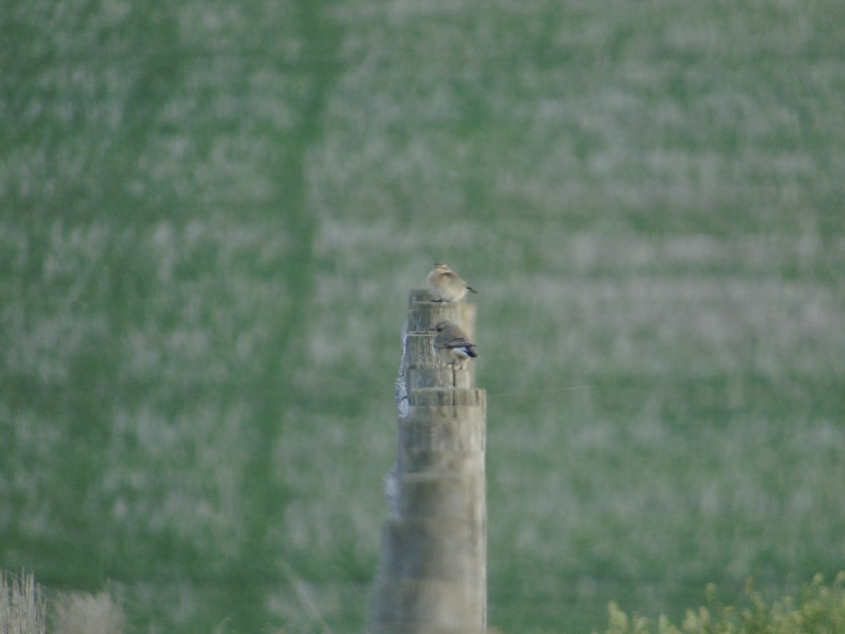 crpm2003's tweet photo. A weekend of abundance over variety for me.

C.200 Meadow Pipit and c.100 Chiffchaff on a slow cycle around Salisbury Plain this morning. 3 Wheatear and 2 Whinchat were also inevitable at this time of year. Great to see mass Swallow and Martin migration yesterday and today too https://t.co/y7XCufUg40