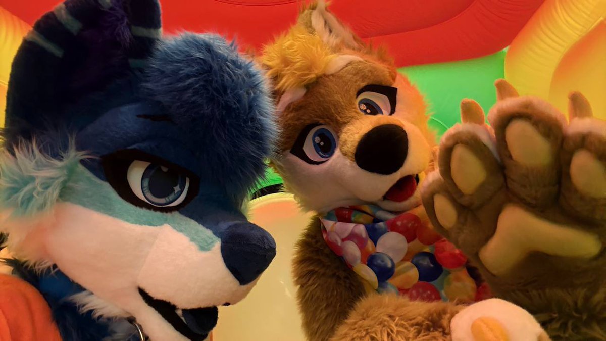 Chubbydigits_'s tweet image. Bring your Shiba’s to the wolf den, watch them all get squished!!!

🐺 @WinterKundra