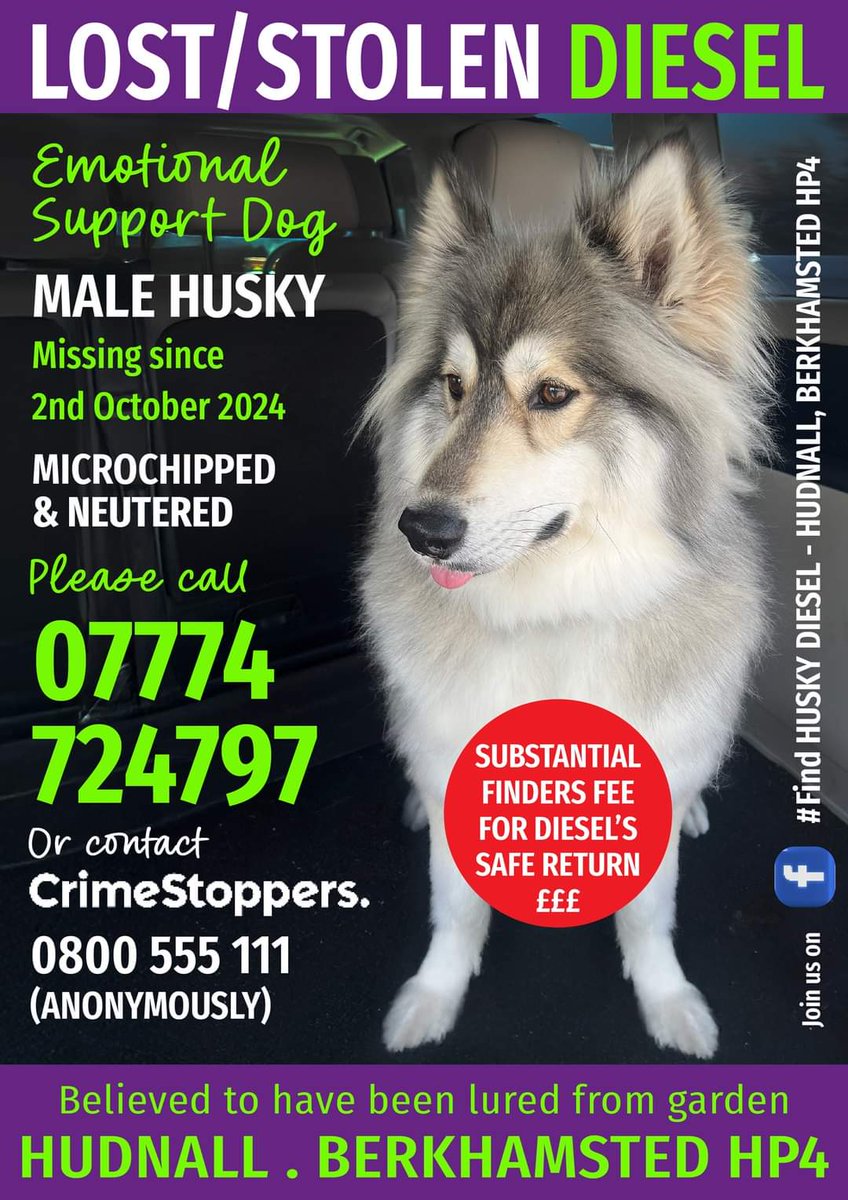 DIESEL MISSING/STOLEN 
HUDNALL, nr Berkhamsted, Hertfordshire HP4

SUBSTANTIAL FINDERS FEE FOR INFORMATION LEADING TO DIESEL'S SAFE RETURN #stolendoghour