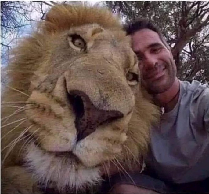 Caption as the lion: