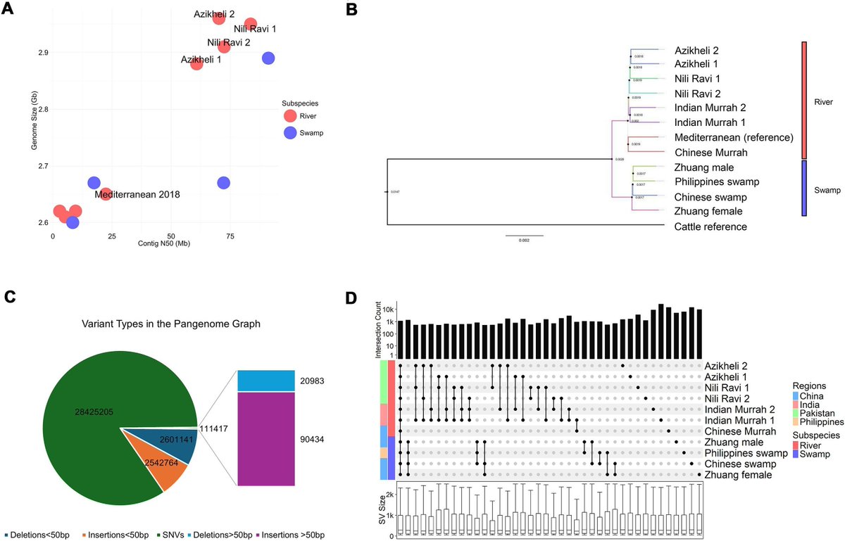 jsantoyo's tweet image. A comprehensive water buffalo pangenome reveals extensive structural variation linked to population-specific signatures of selection. #BuffaloPangenome #StructuralVariants #Genomics #Bioinformatics @GigaScience @edgenome @roslininstitute 
academic.oup.com/gigascience/ar…