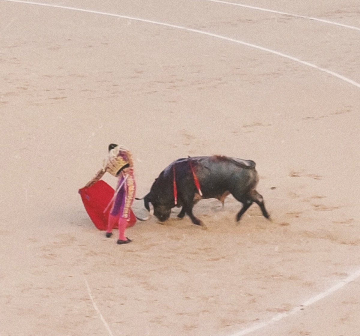 Dos buenos toros de Pablo Romero hoy en Madrid, además impecablemente presentados. Gran noticia para un hierro legendario