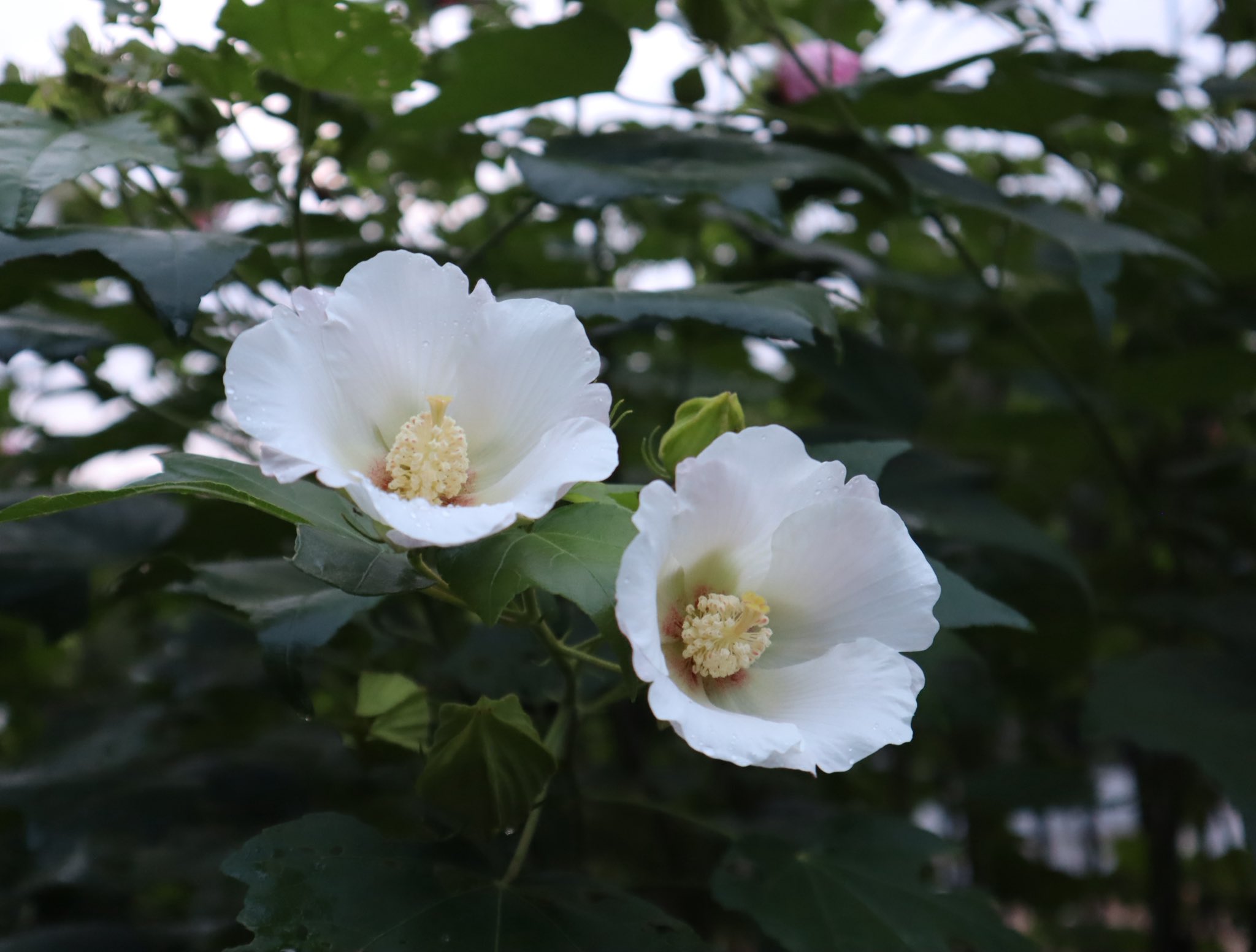 CottonRoseHibiscus - Search / X