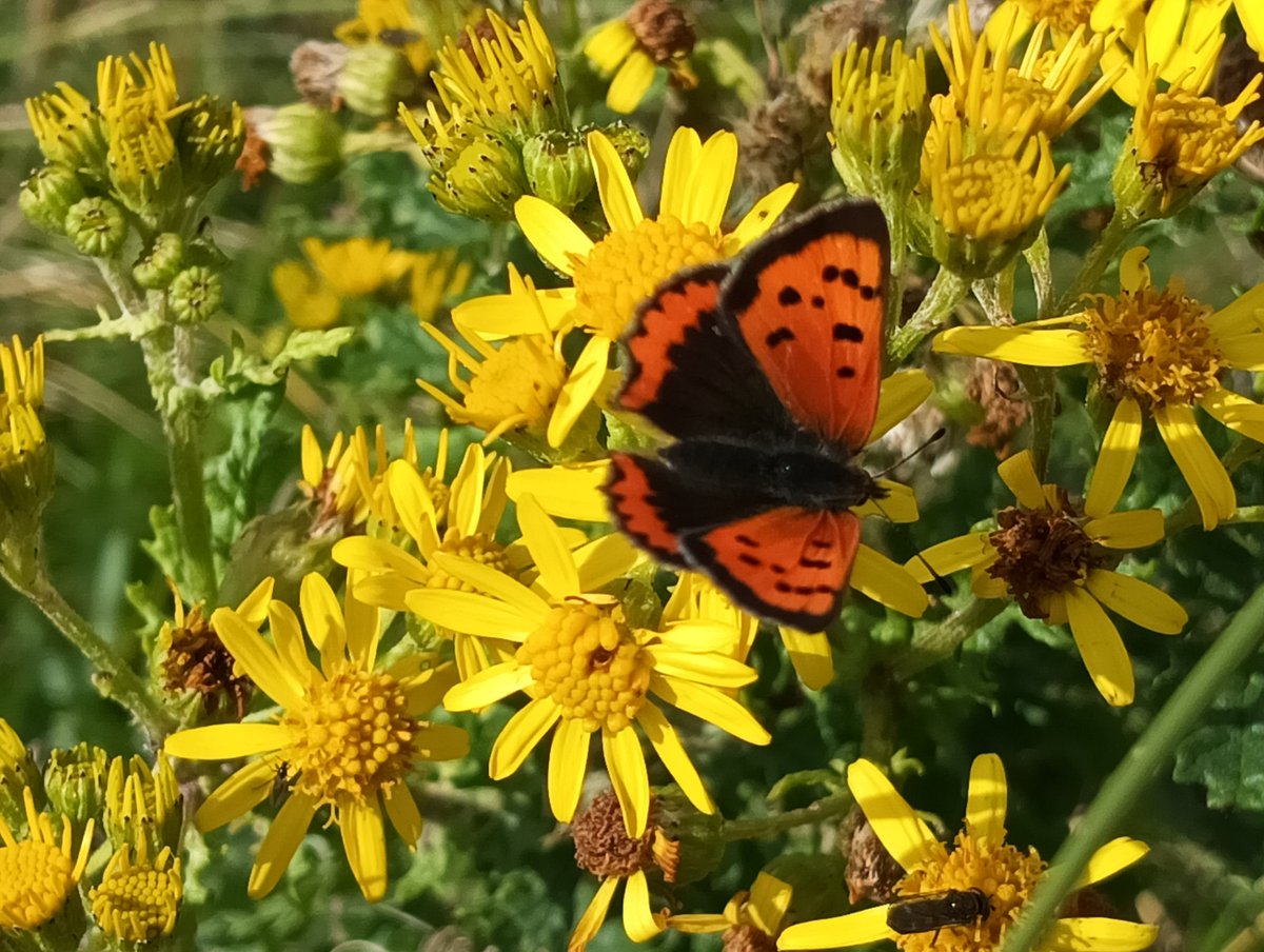 Ragwort providing for Small coppers this week. #wildflowerhour