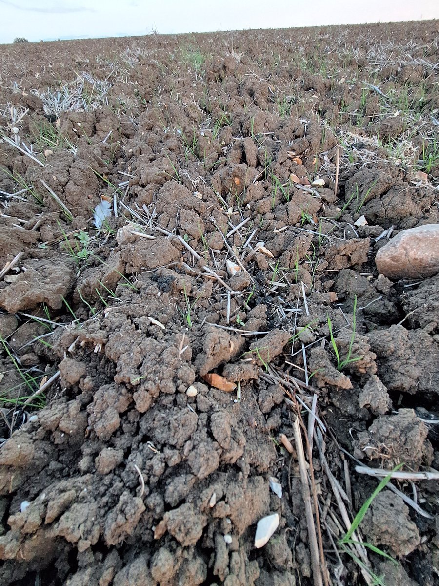 Blackgrass appearing much earlier than normal?