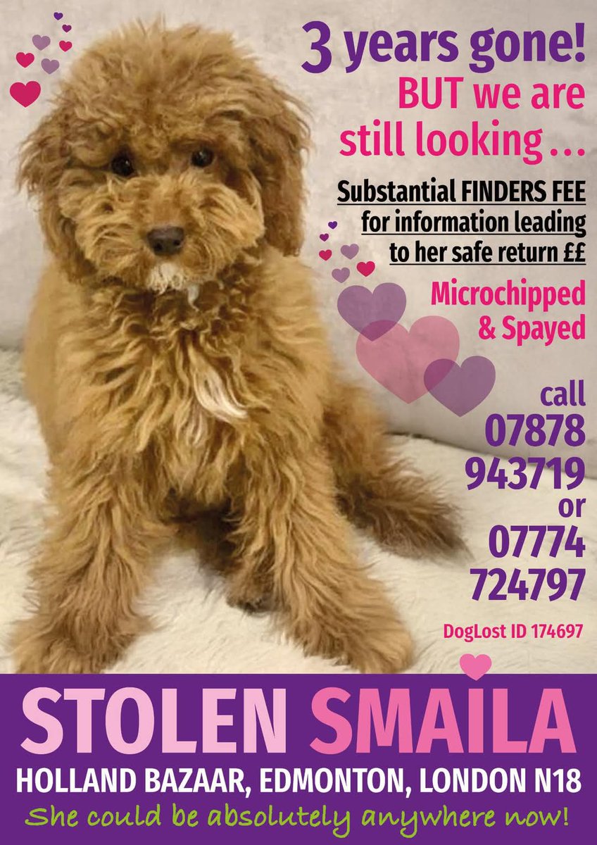 THREE YEARS ago Smaila was stolen from her family
She is believed to have later been sold online in March 2023 in #Lanark #Scotland after a dog matching Smaila was advertised online, her chip was also scanned that same night. Who has Smaila now?#stolendoghour