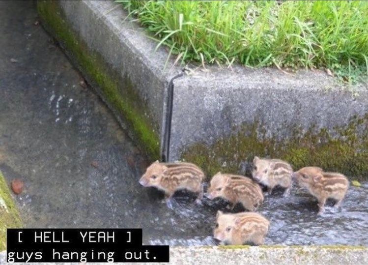 TrialSpectators's tweet image. when the entity lets us out of the fog