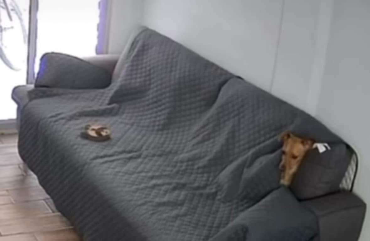 DiloConPerritos's tweet photo. *Compro un cubre asientos para que mi perrito no ensucie el sillón*

Mi perrito: https://t.co/9J2DwJWIHC