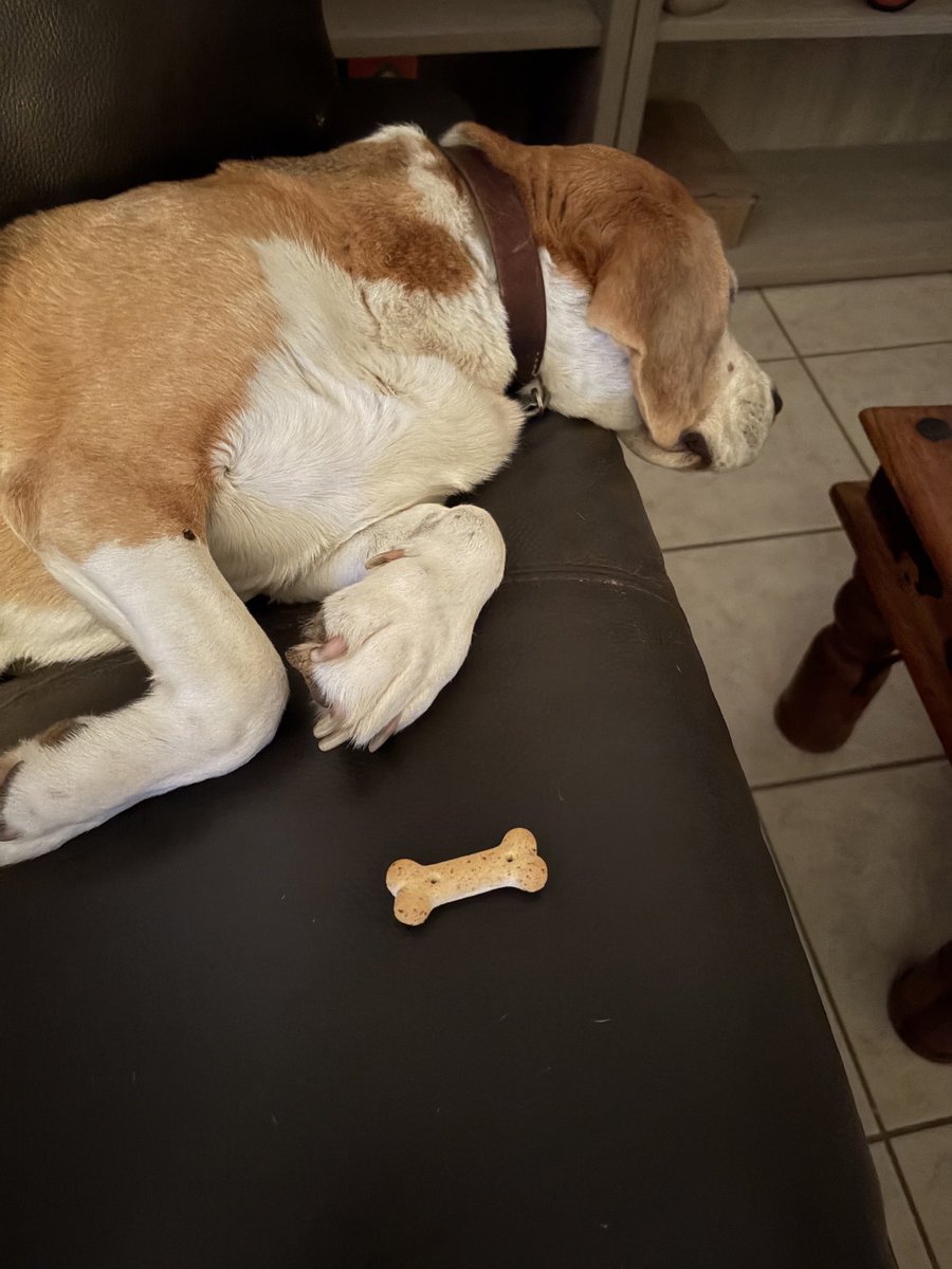 Tired tonight, this was there for 1/2 hour! 🦴🐾