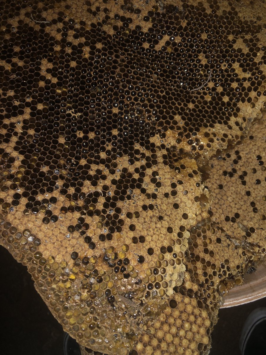 tinonaka_zw's tweet image. Just managed to control swarming by harvesting these hives! 🐝💪 25L bucket of honey = happy landlord 😎. Tomorrow's agenda: processing &amp;amp; packaging 📦 #huchikuvanhu #beekeepinglife