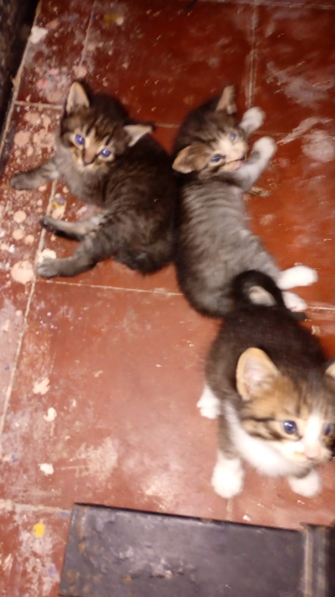 YYYYYY CUANDO LLEGA EL ABUEGATO😻 POR FAVOR ALIMENTA A MAMITA 😻 🥰 PA ALMORZAR #BUELITO😻