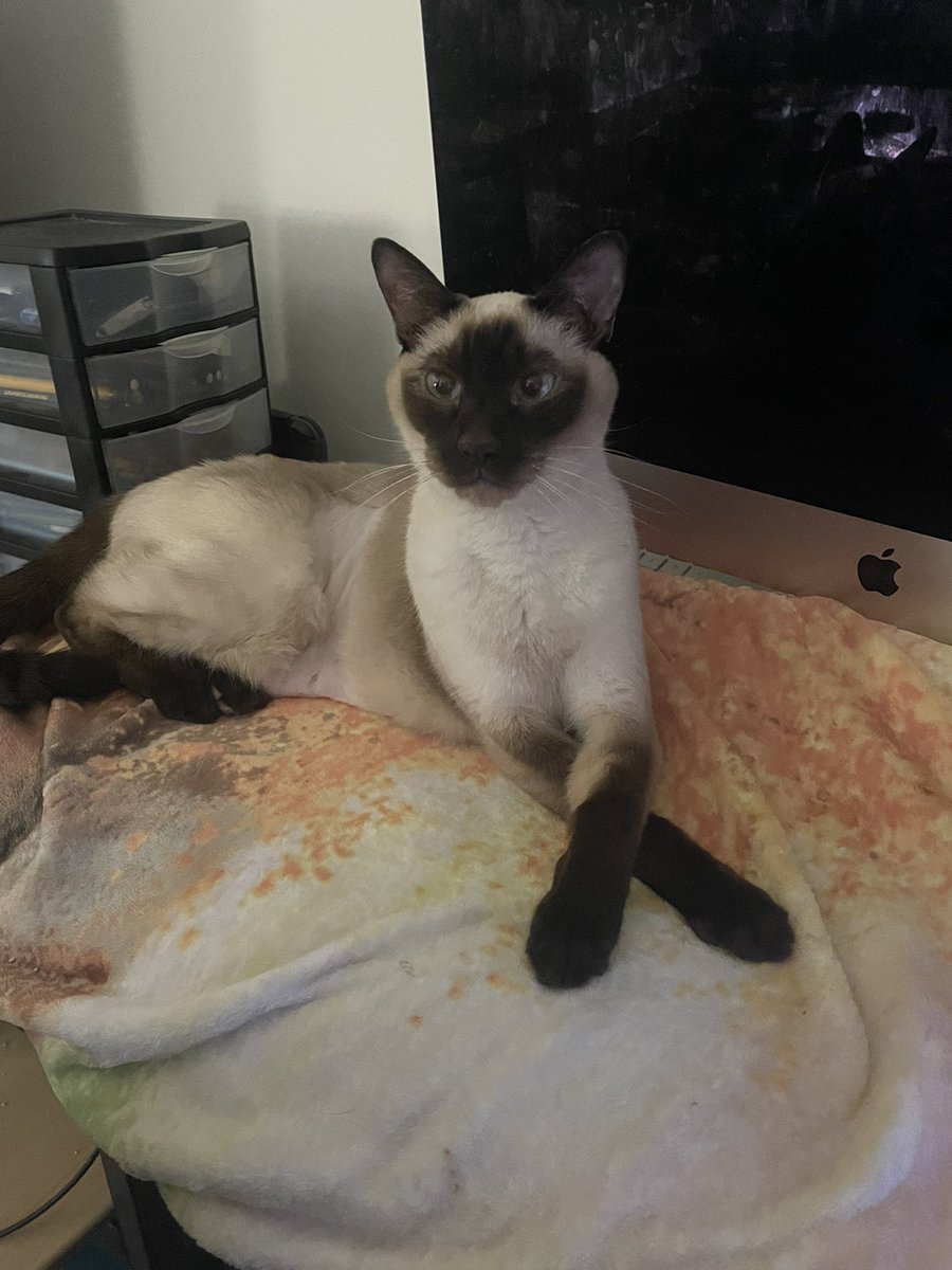 LadyKitisa's tweet photo. Rest well Seeley. I’ll miss you greatly. https://t.co/J6G25kwBjn