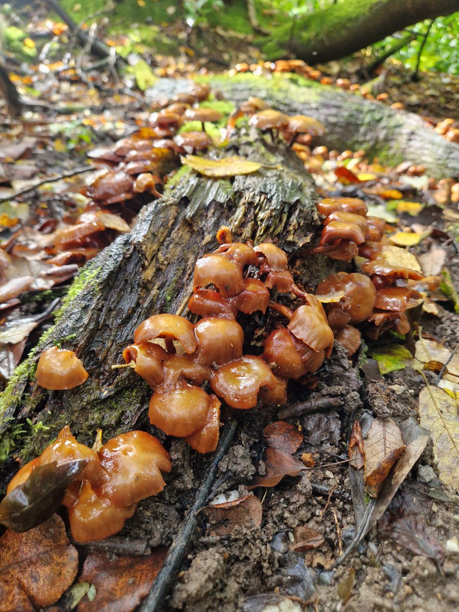 hellolove1984's tweet photo. Tis the season! 🥰 1/x

#mushrooms #fungi https://t.co/KoFDOKPT5Q