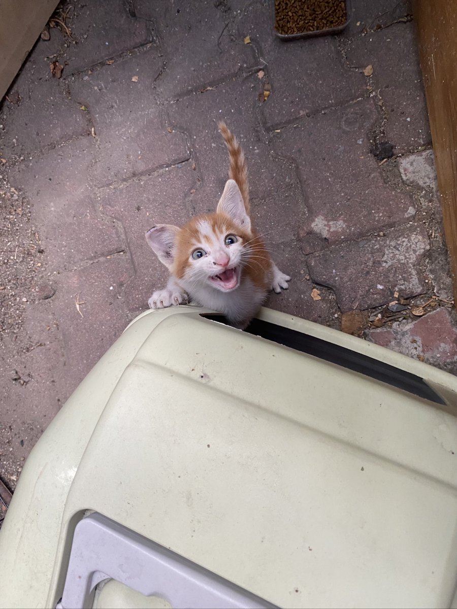 arkadaslar bu kediyi alanda tutamiyoruz hep kacmanin bir yolunu buluyor 
NOLUR OLMEDEN YUVALANDIRALIM YA NOLUR
ISTANBUL