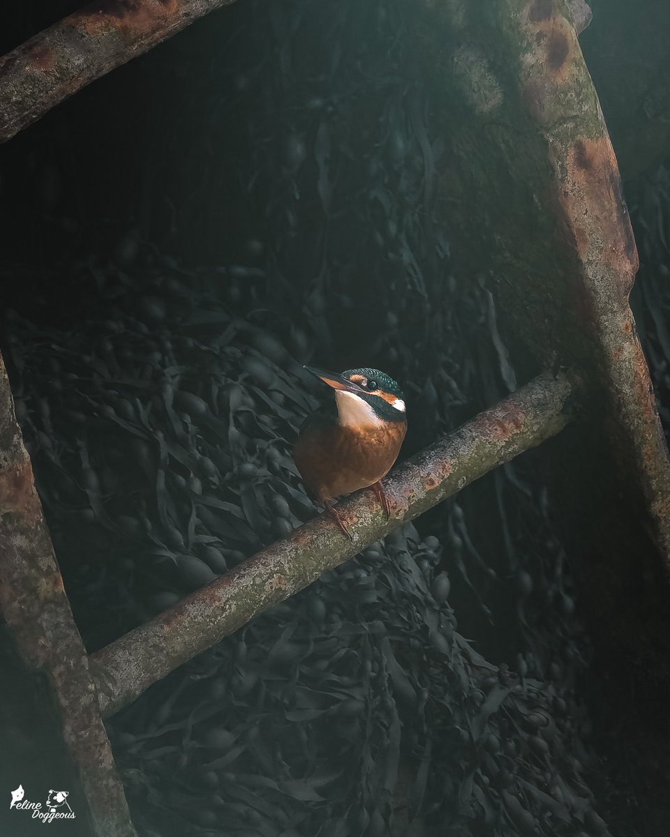 Felinedoggeous's tweet image. #photooftheweek 

My favourite photo of our a new kingfisher resident 😍