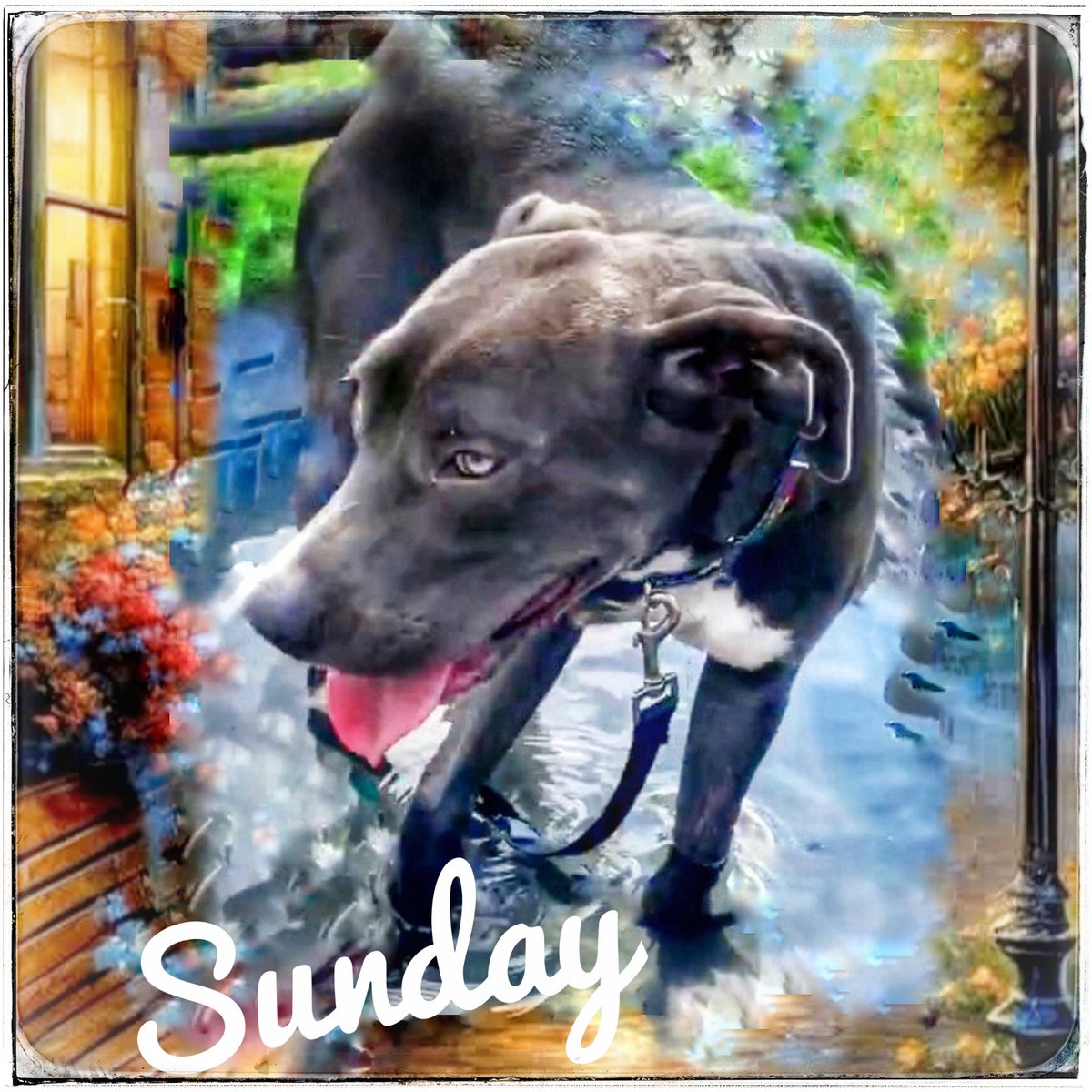 rothfarms's tweet photo. 🆘🚨 #SaveSunday #A383261 Sunday's sister was ResQd, but they left her behind😫😢 She is LOST without her sister ‼️Please see below on how to help‼️ https://t.co/4mCj18yV4H