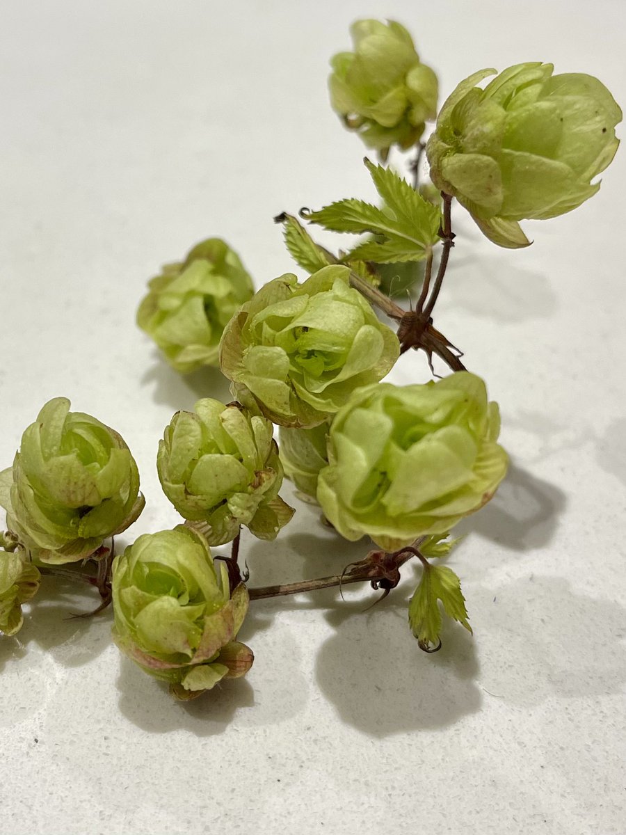 On my walk today : Goji Berry or Duke of Argyll’s Teaplant ‘Lyceum barbarum’ , Moth Mullein ‘Verbascum blattaria’ , Shaggy Soldier ‘Galinsoga quadriradiata’ and Hops ‘Humulus lupulus’ near the coast in EastSussex ♥️ #wildflowerhour