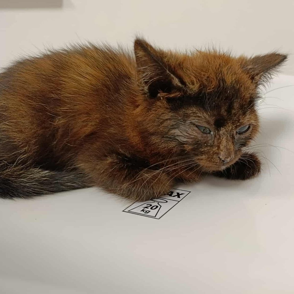 2 godziny do końca zbiórki 💔 

Proszę o wsparcie dla kociaków, które walczą o życie z Panleukopenią 💔

ratujemyzwierzaki.pl/stado-kielanow…