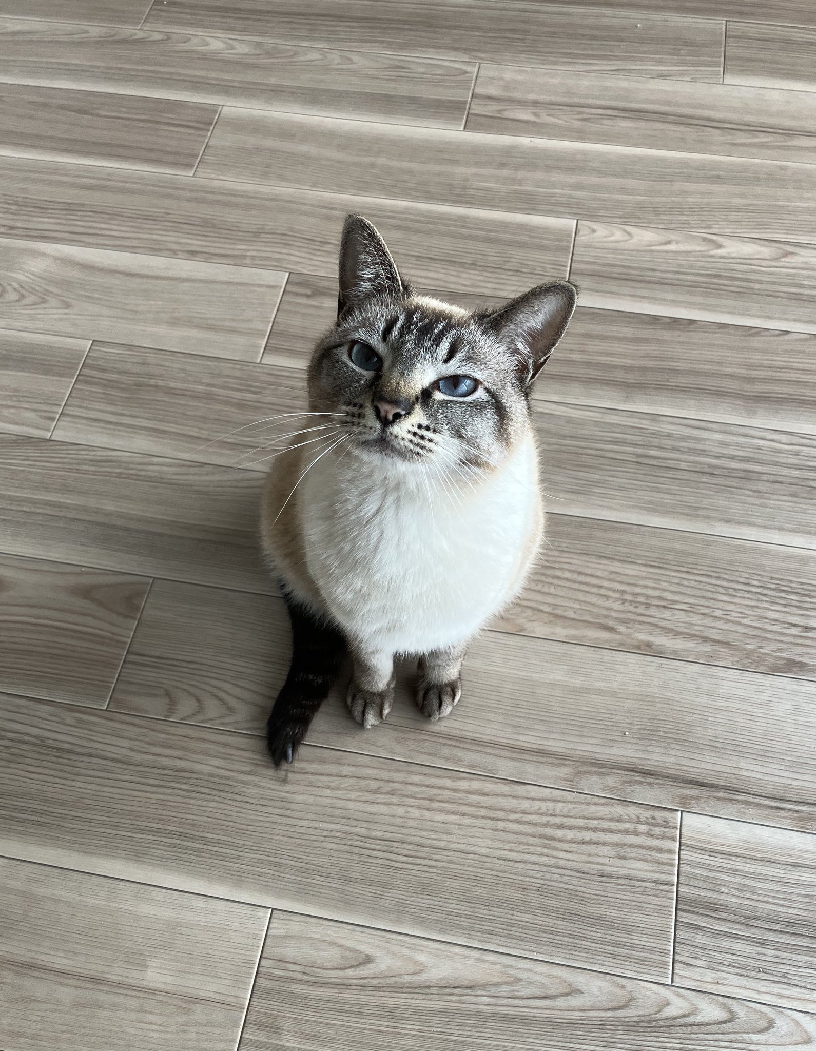 おはようにゃんこ 猫衣詩慧 on X: 