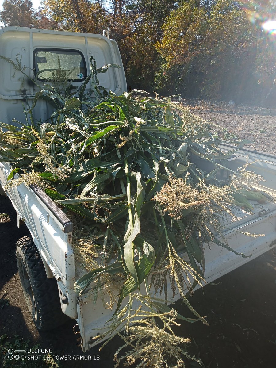 Little different harvesting going on today! Solid crop! 
Enjoy your Sunday, I am! 🍻🍻
Beer and clam...👌