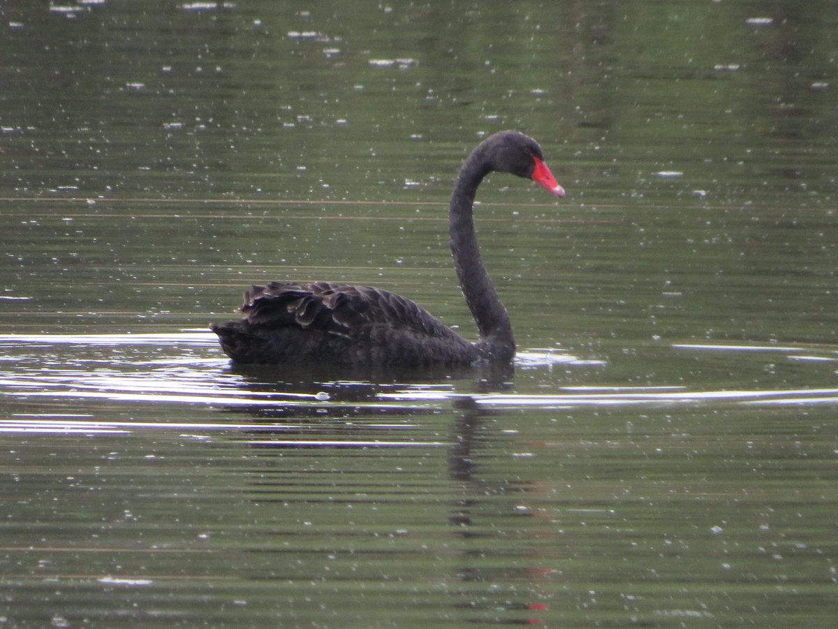 Frampton pools 2 Marsh Tit 65 Swallow 12 Sand Martin 1 House Martin 1 Common Sandpiper 5 Great Crested Grebe 3 Little Grebe 3 Wigeon 51 Gadwall 35 Mallard 8 Teal 252 Coot 22 Moorhen 2 Curlew Black Swan 12 Meadow Pipit # GlosBirds