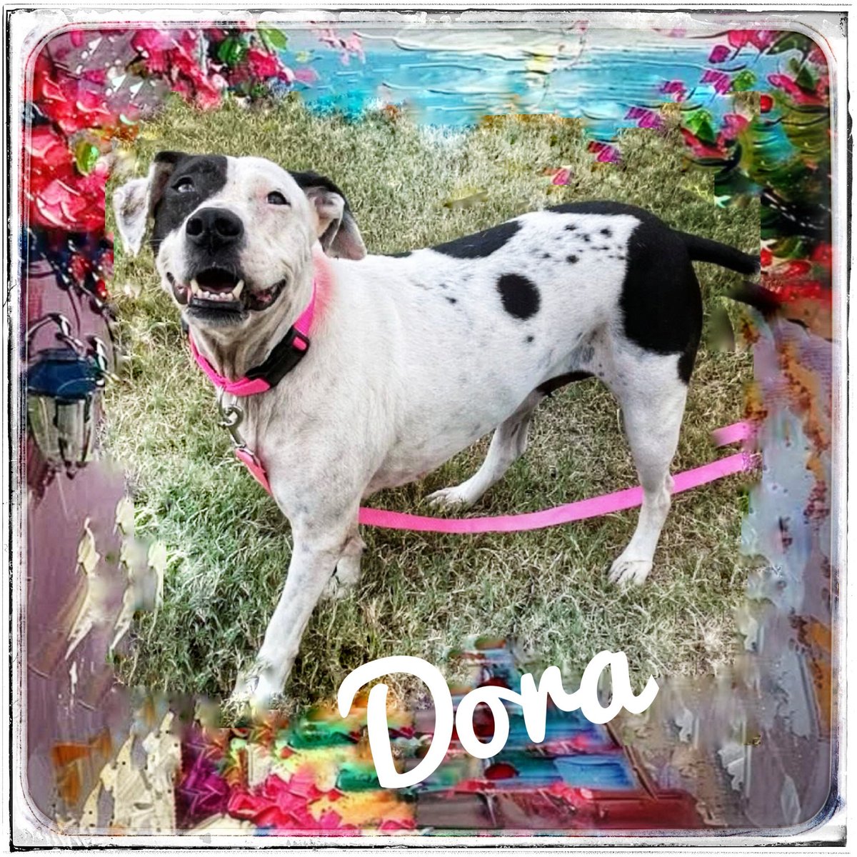rothfarms's tweet photo. ‼️⏰️🆘️🚨#SaveDora #A382922 This colorful girl has SO MUCH to give, but she won't get a chance if they KILL her 💉 Please below to see how to help! 🙏 https://t.co/mSmRTqI5FV