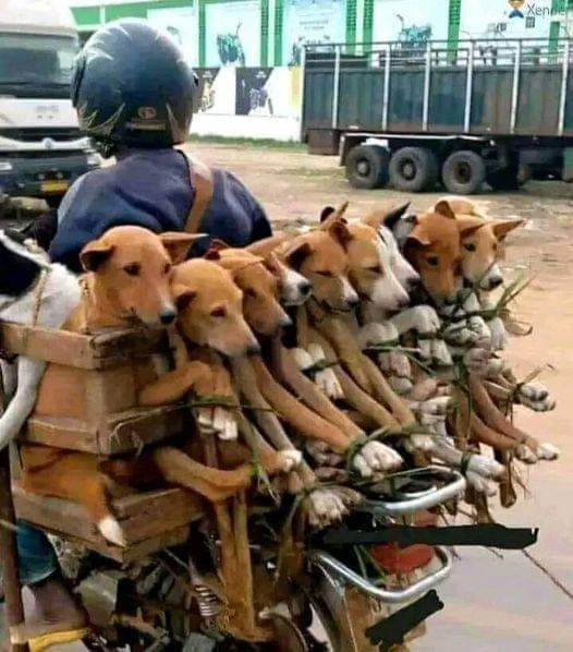 Me selling my dogs for the 3rd time because l trained them to always return home