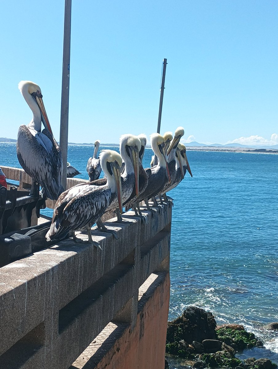 idk_rn01's tweet photo. Visited Concón, water and the sea sounds make me relax for some minutes https://t.co/xSz4NACAmg