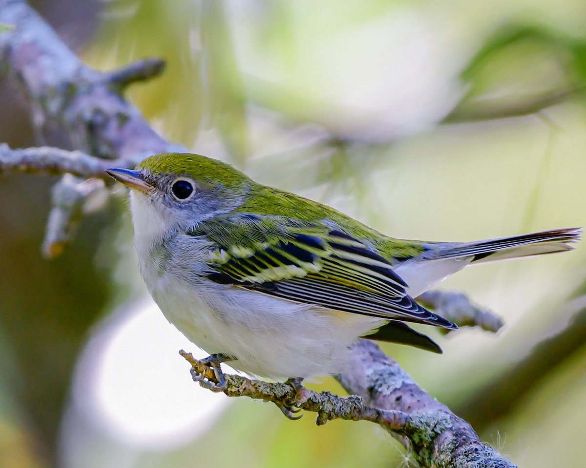 MeredithMComm's tweet image. IMO Chestnut-sided Warbler is the  best fall warbler. Am I wrong…? 
#Birds #BirdTwitter #TwitterBirds