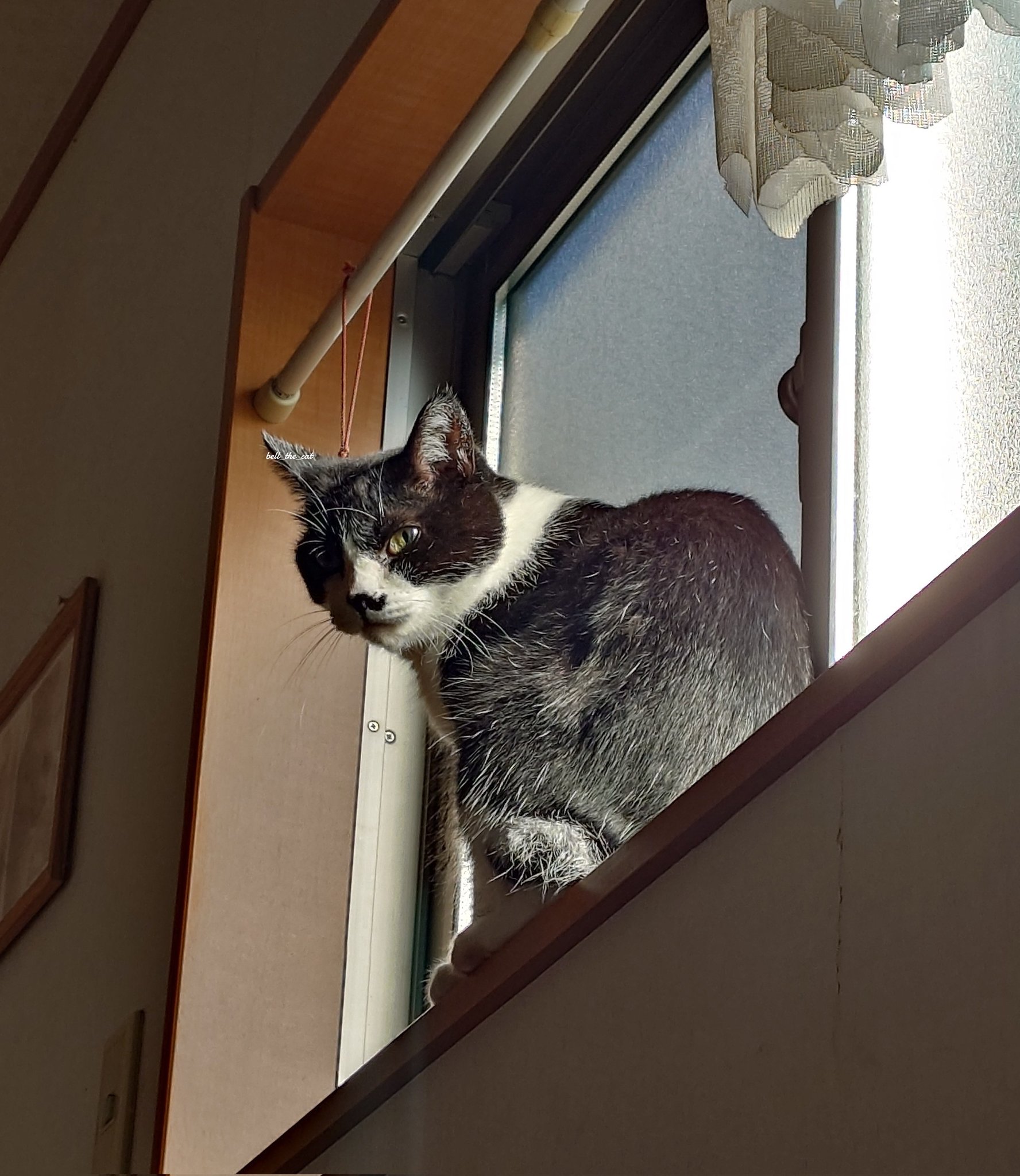 鈴猫🐾_すずねこ_bell_the_cat on X: 