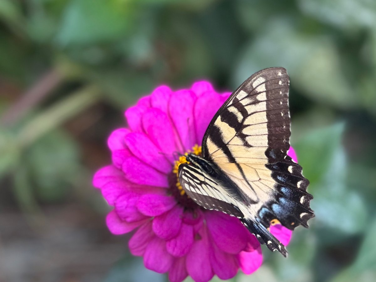 Tiger swallowtail on the zinnias