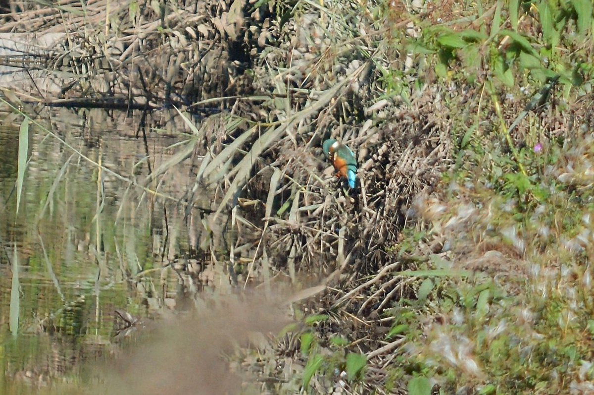 Kingfisher having a clean up today.