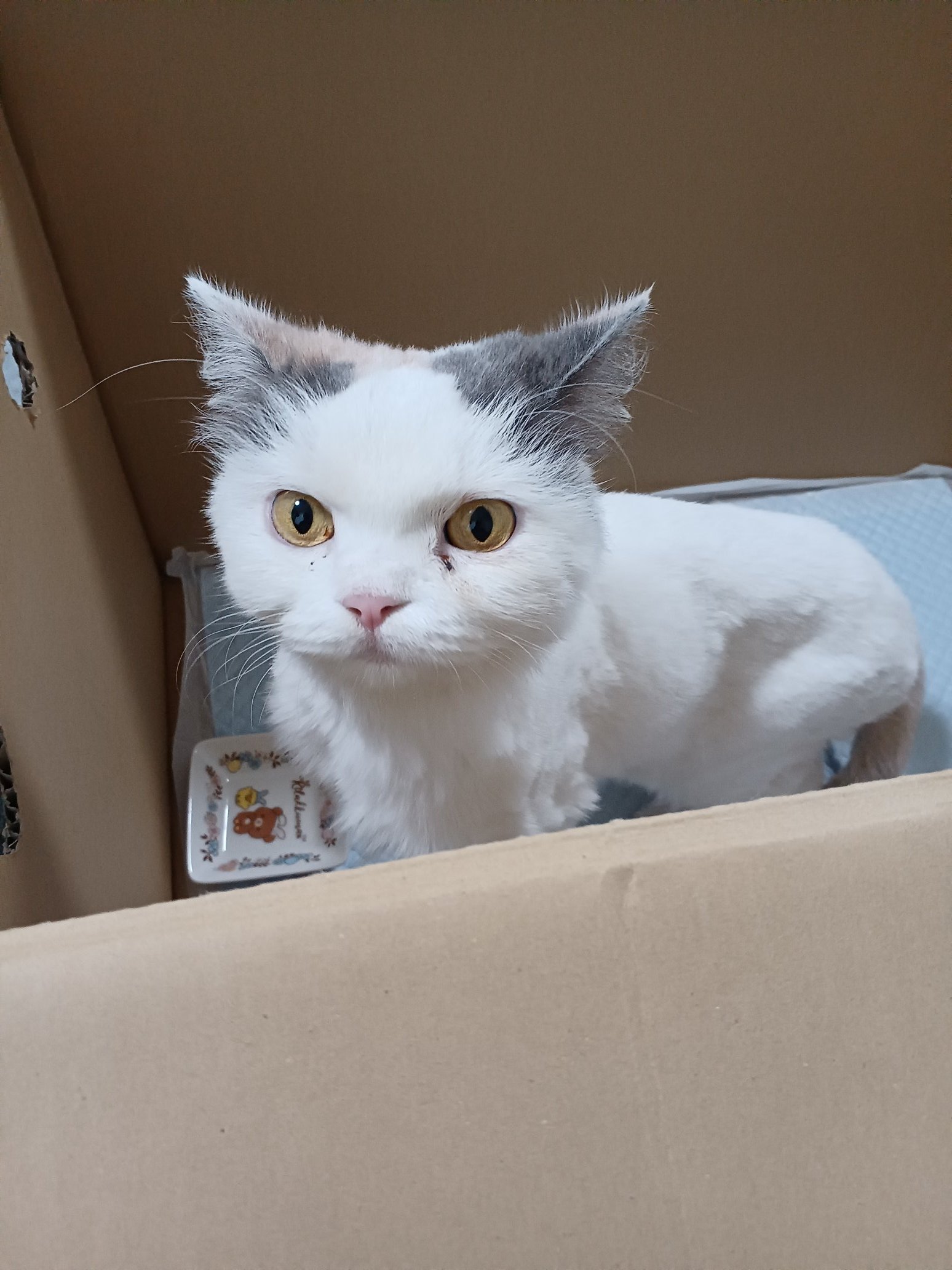 とんぬら🟡×① on X: 