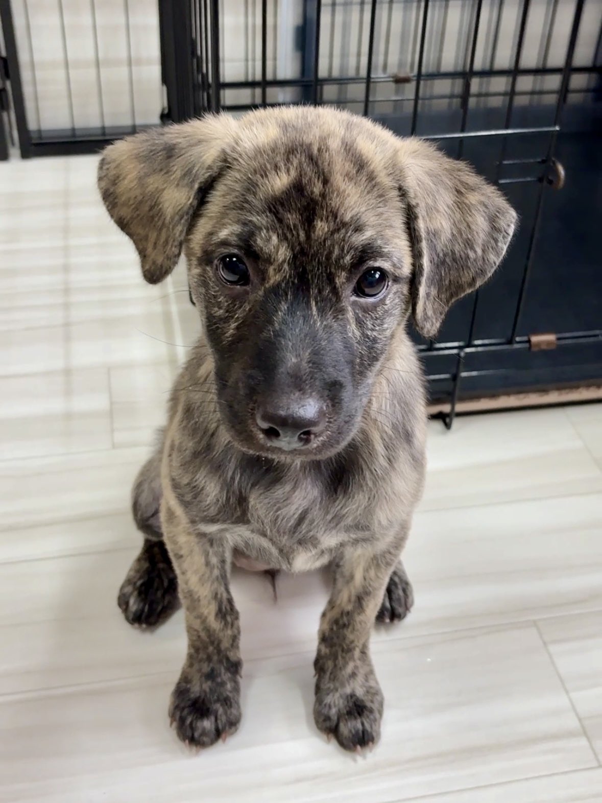 野良犬ふれあい広場 on X: 