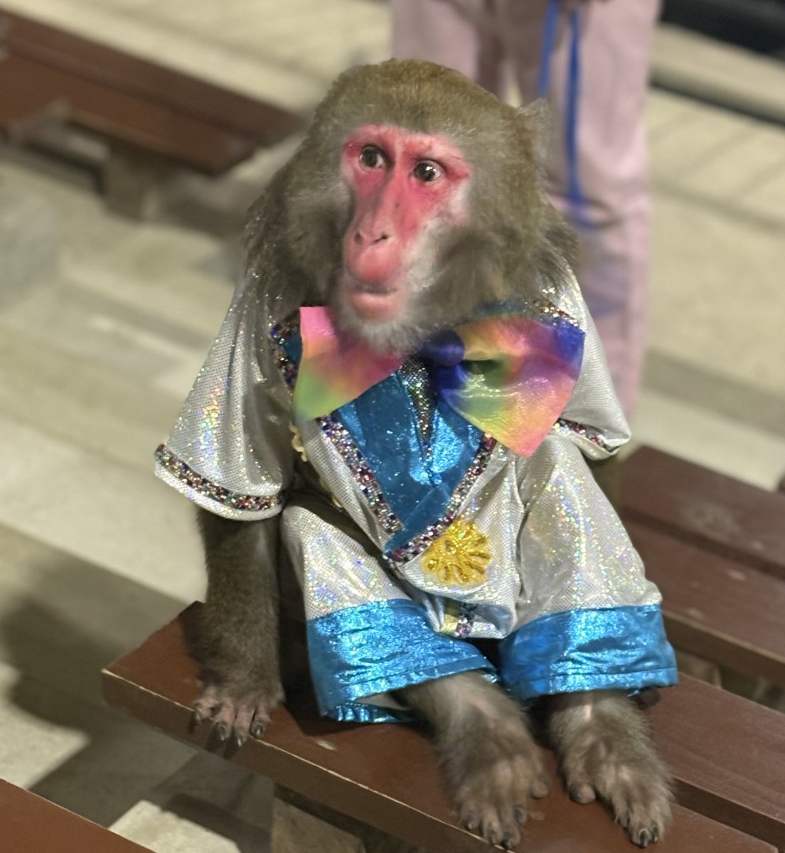 jpteky's tweet photo. 一ヶ月ぶりのカドリー

カドリーは入園から閉園までディズニーランドの時間感覚になる（楽しすぎてあっという間🤭）

昨日のお猿さんたち🐒💚

今日は学校の引率で遊園地へ🎡
高速乗ったらカドリー行きたいぃぃ

#プーキーズ
#カドリードミニオン
#株式会社ピース https://t.co/wFA8d0G9iK