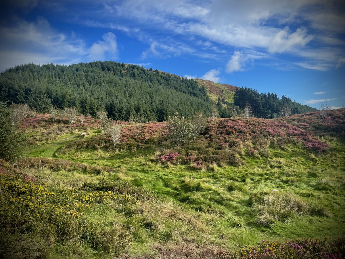 ACVDW's tweet image. Autumn ambles 🍂