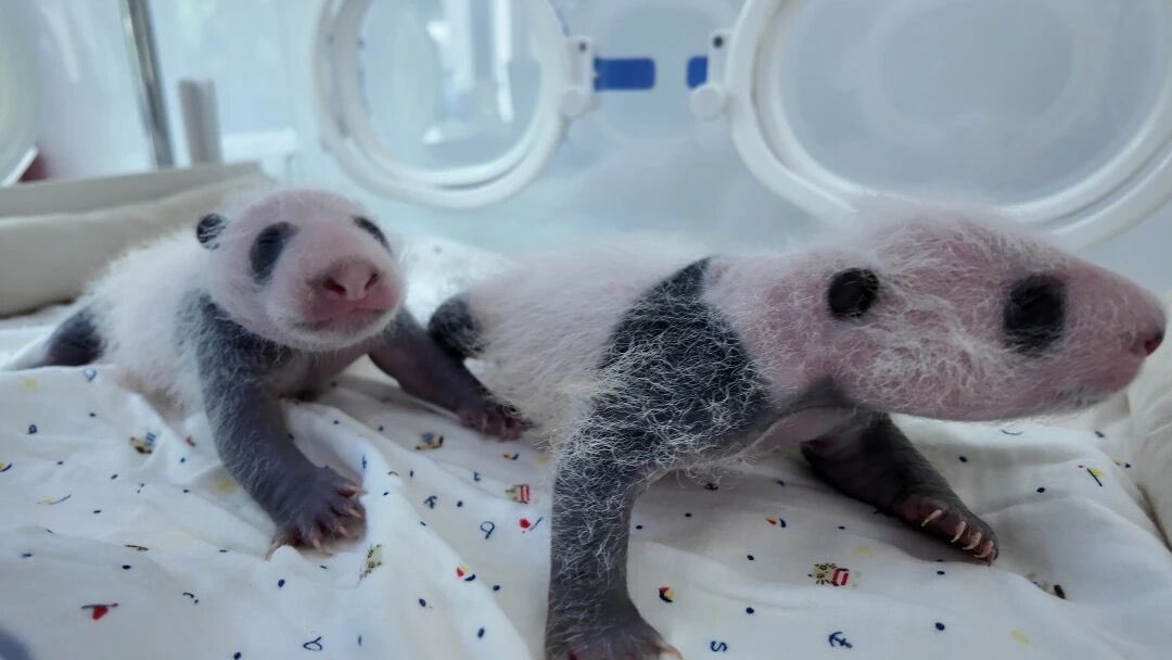 pandas_fr's tweet image. 🐼🐼 🍼 Les jumeaux de la femelle #panda #QianJin (#芊金) auront 1 mois demain 22 septembre. Ils pèsent dorénavant environ 1 300 grammes.
Qian Jin est née le 10 octobre 2017 à #Shanghai.
📸 Shanghai Wild Animal Park
panda.fr
&
linktr.ee/pambassador