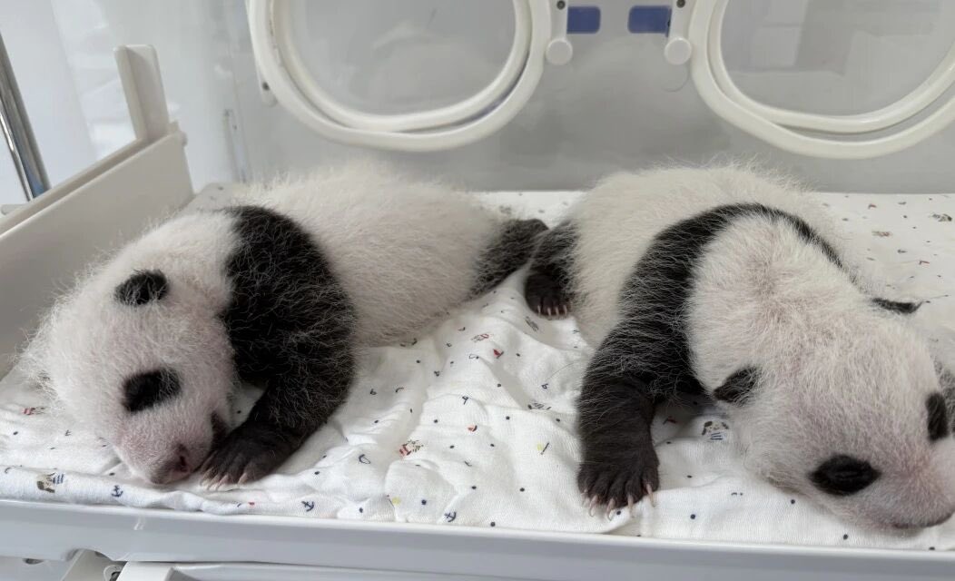 pandas_fr's tweet image. 🐼🐼 🍼 Les jumeaux de la femelle #panda #QianJin (#芊金) auront 1 mois demain 22 septembre. Ils pèsent dorénavant environ 1 300 grammes.
Qian Jin est née le 10 octobre 2017 à #Shanghai.
📸 Shanghai Wild Animal Park
panda.fr
&
linktr.ee/pambassador