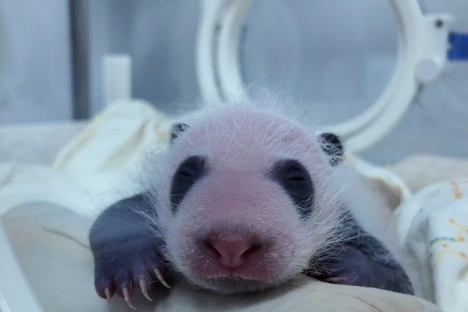 pandas_fr's tweet image. 🐼🐼 🍼 Les jumeaux de la femelle #panda #QianJin (#芊金) auront 1 mois demain 22 septembre. Ils pèsent dorénavant environ 1 300 grammes.
Qian Jin est née le 10 octobre 2017 à #Shanghai.
📸 Shanghai Wild Animal Park
panda.fr
&
linktr.ee/pambassador