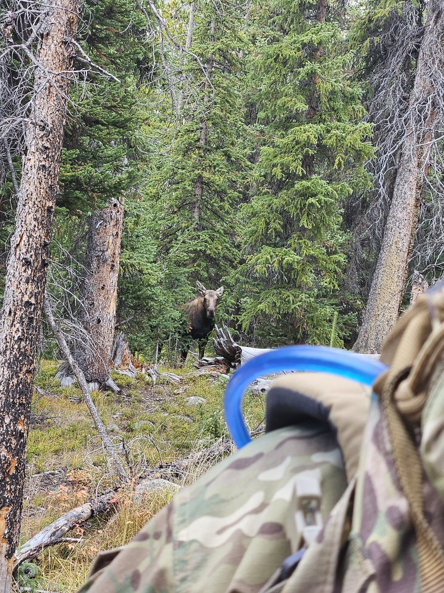 Kayde_Woof tweet media