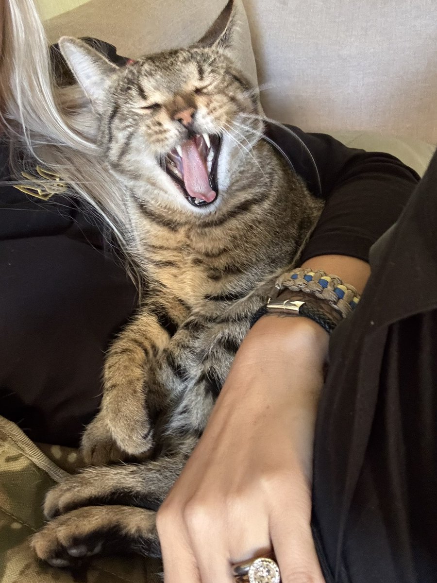 I do not even know how to keep going with this anymore. My Twitter is dead. Shadowbanned into nothing. No matter what I write, no one sees it and how can I fundraise like that? How can I help if my posts do not even reach people?

It feels like shouting into a void. I put