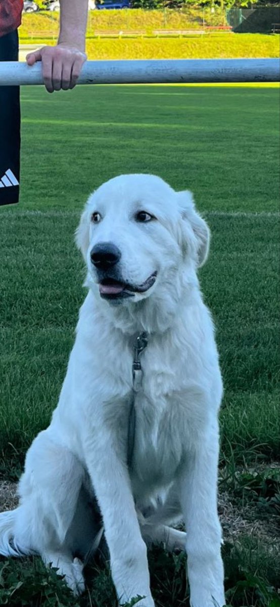 OfficialVizeh's tweet image. Surely not