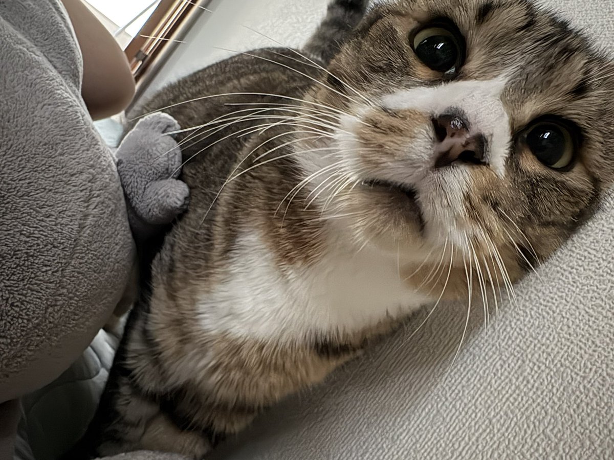 あゆざかな (@ayuzakana417) / X