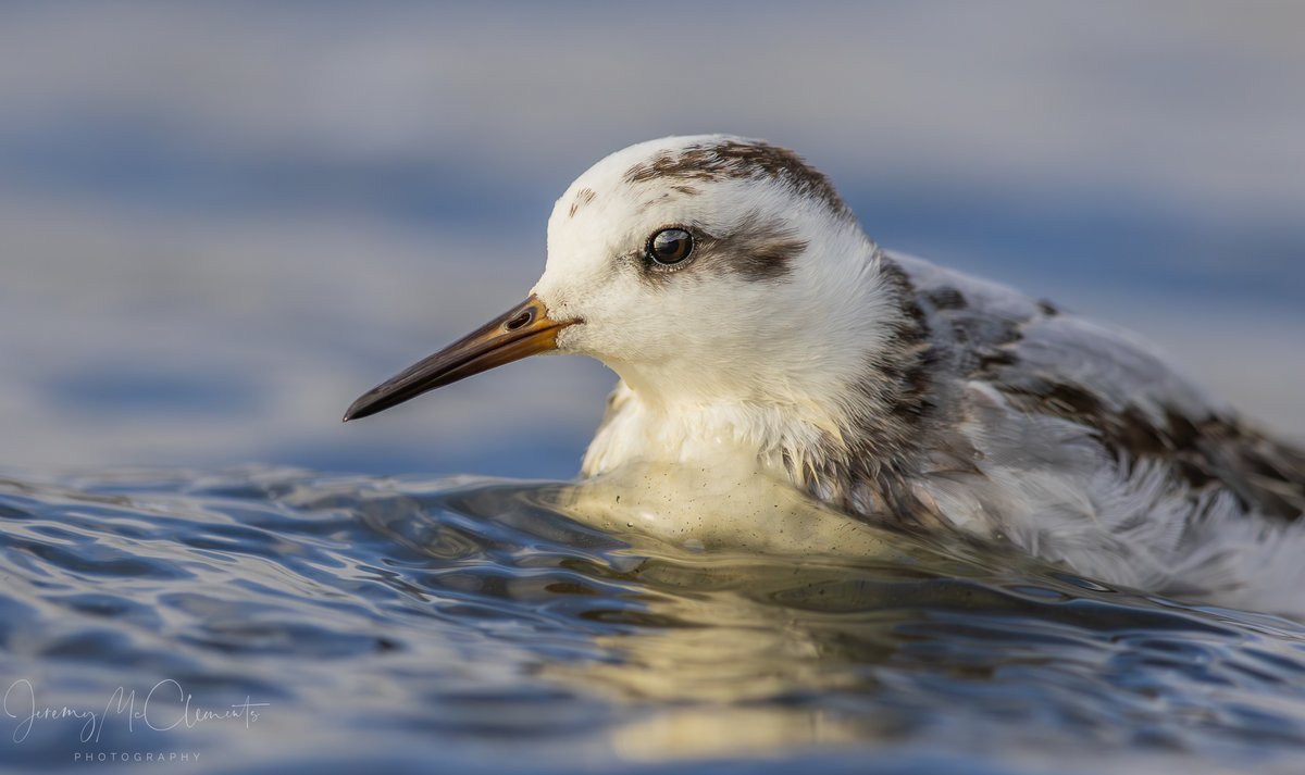 Grey Phalarope riding out the storm last night at Keyhaven marsh. <a href="/LymKeyRanger/">Lymington-Keyhaven Nature Reserve</a> <a href="/BirdGuides/">BirdGuides</a> <a href="/CanonUKandIE/">Canon UK and Ireland</a> <a href="/thetimes/">The Times and The Sunday Times</a> #birds #birdphoto #NatureLovers #waders