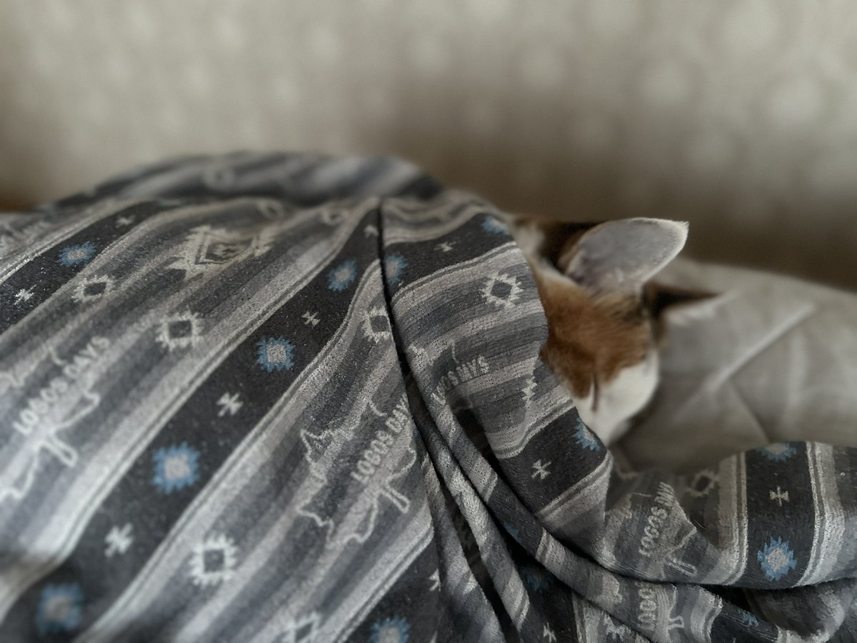 朝晩さむくなりました
猫がタオルケットにくるまって眠っています
小さくて丸くて愛おしい